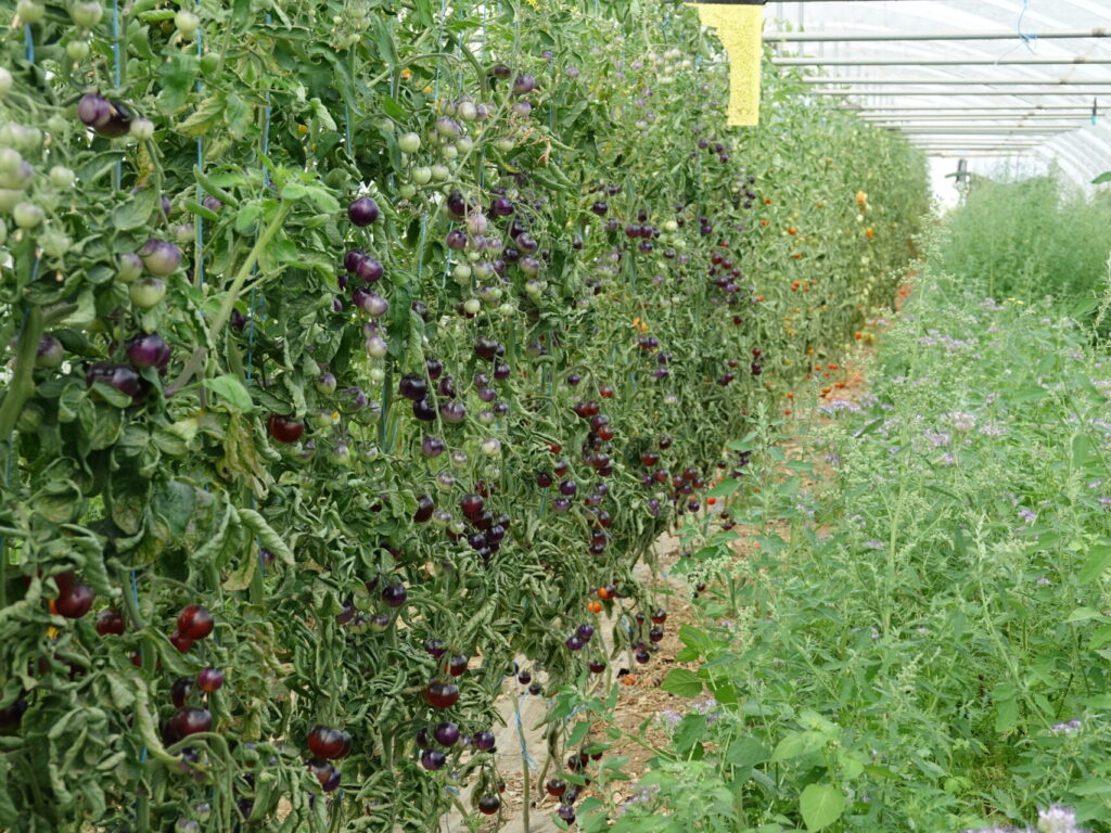 Dossier technique: production de semences de Tomate