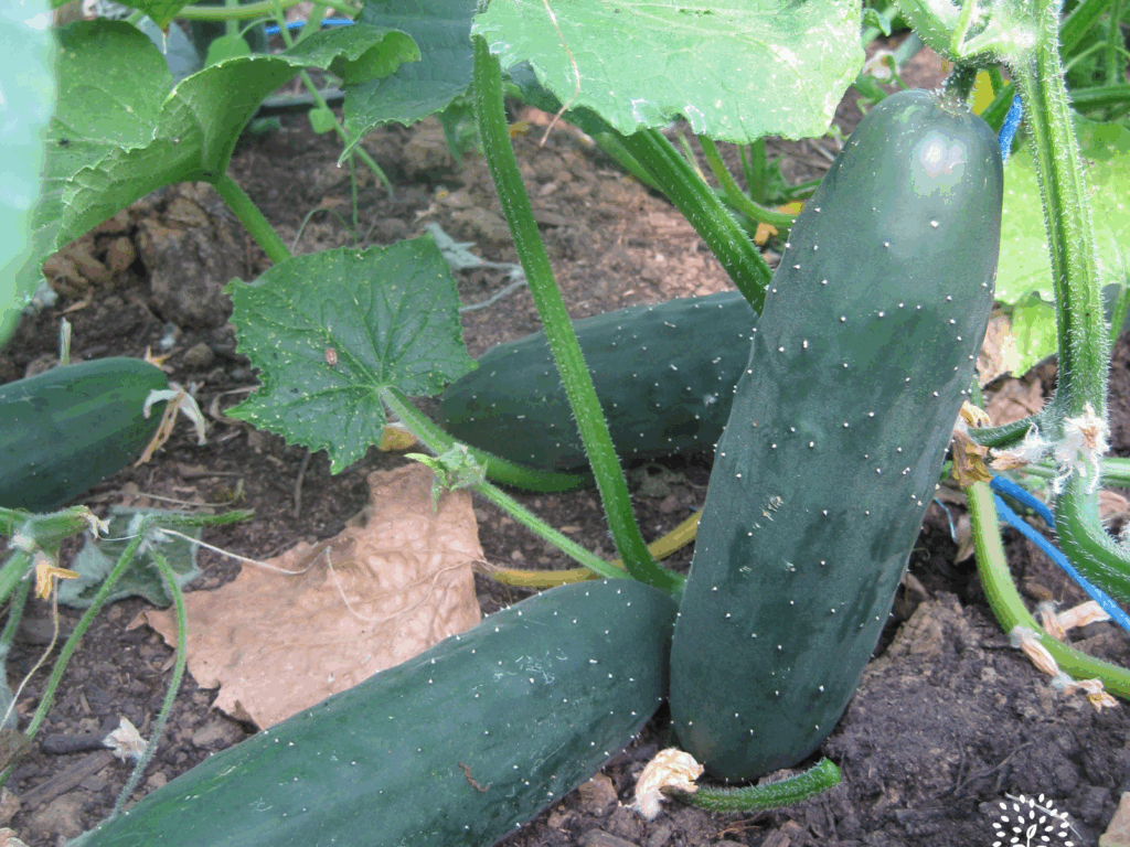 Dossier technique: production de semences de Concombre