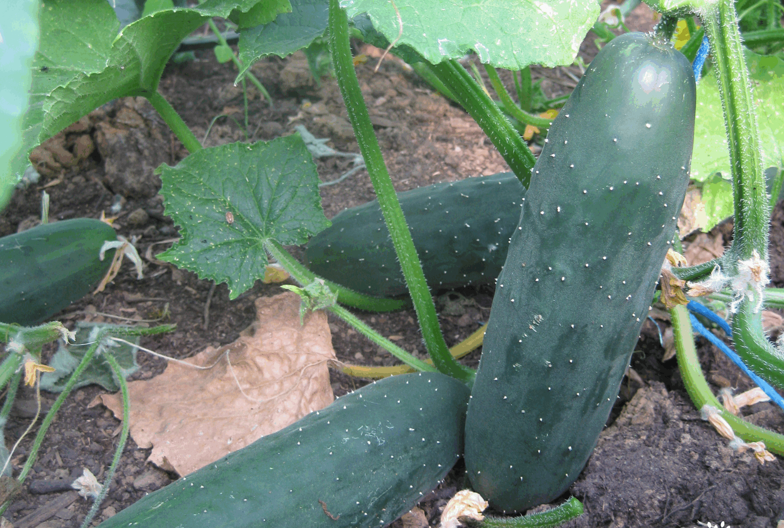 Outils techniques – BioCérès