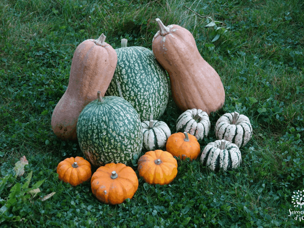 Dossier technique: production de semences de Courge