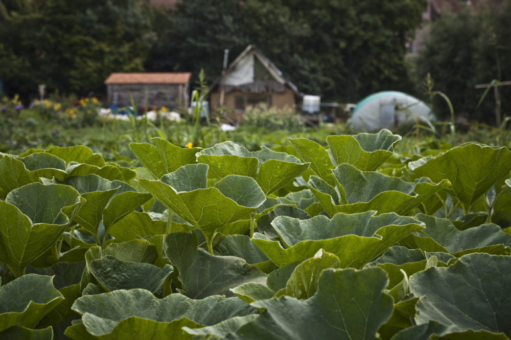 Formation en gestion d'une Microferme en Agroécologie