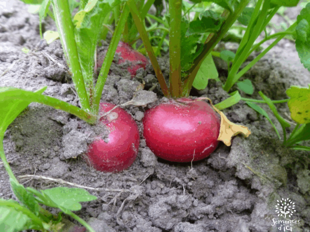 Dossier technique: production de semences de Radis