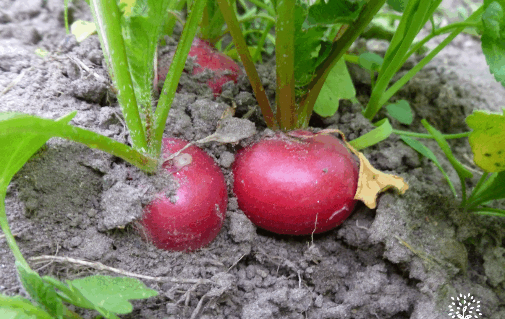 Outils techniques – BioCérès