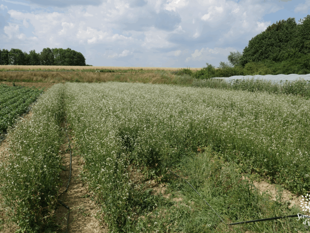 Dossier technique: production de semences de Roquette