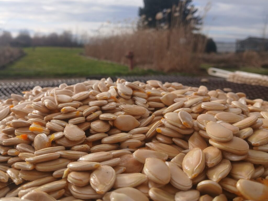 Les semences potagères en Wallonie : Comment développer la filière