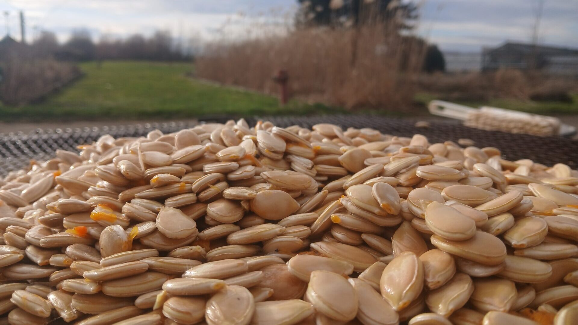 Les semences potagères en Wallonie : Comment développer la filière ?