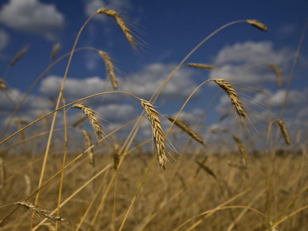 Des polluants éternels dans notre pain