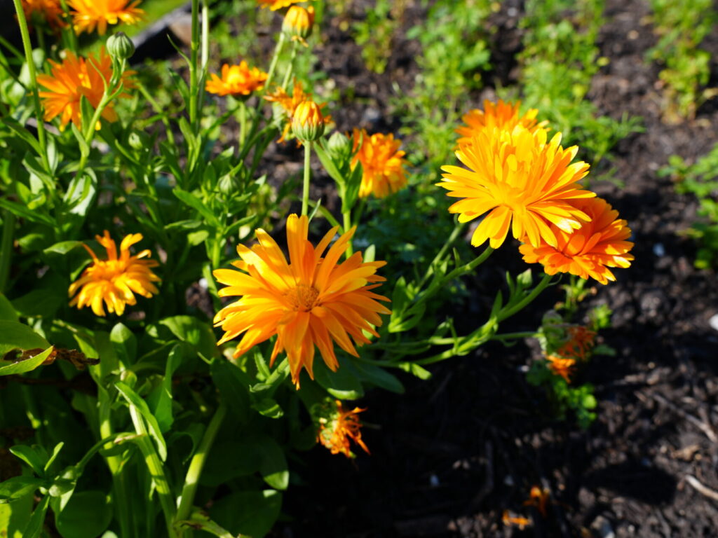 Livret de recettes – fleurs comestibles bio