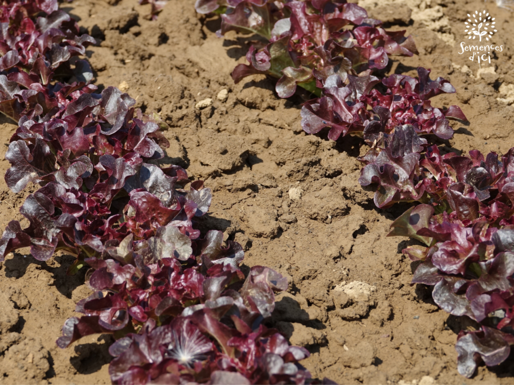 Gestion des bioagresseurs en production de semences