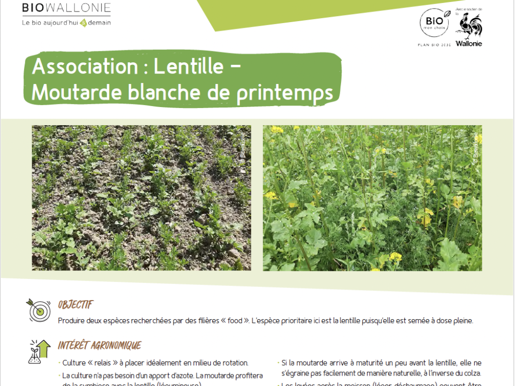 Itinéraire technique d&rsquo;association – Lentille – Moutarde blanche de printemps