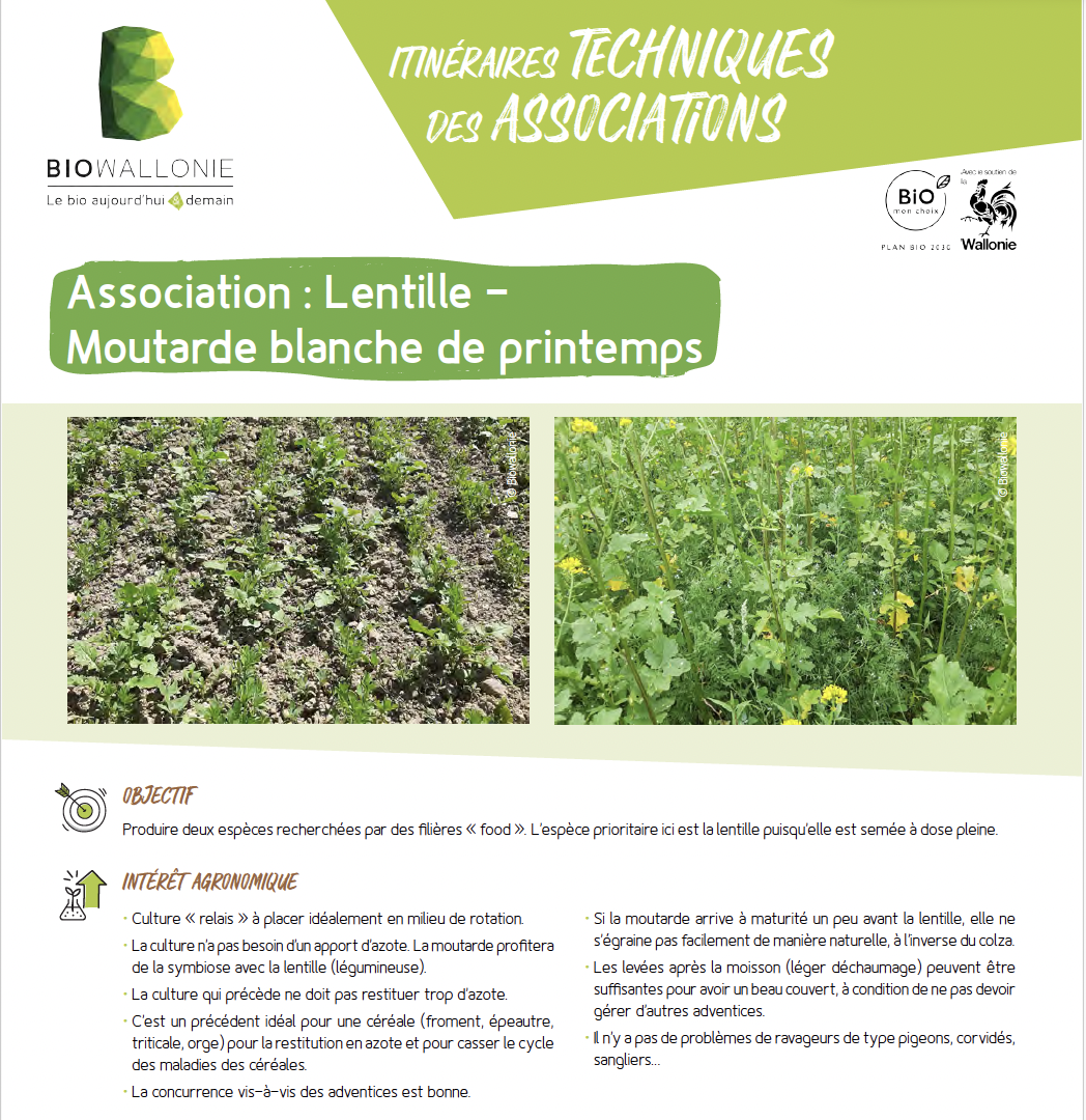 Sélection de l&rsquo;oignon, Allium cepa