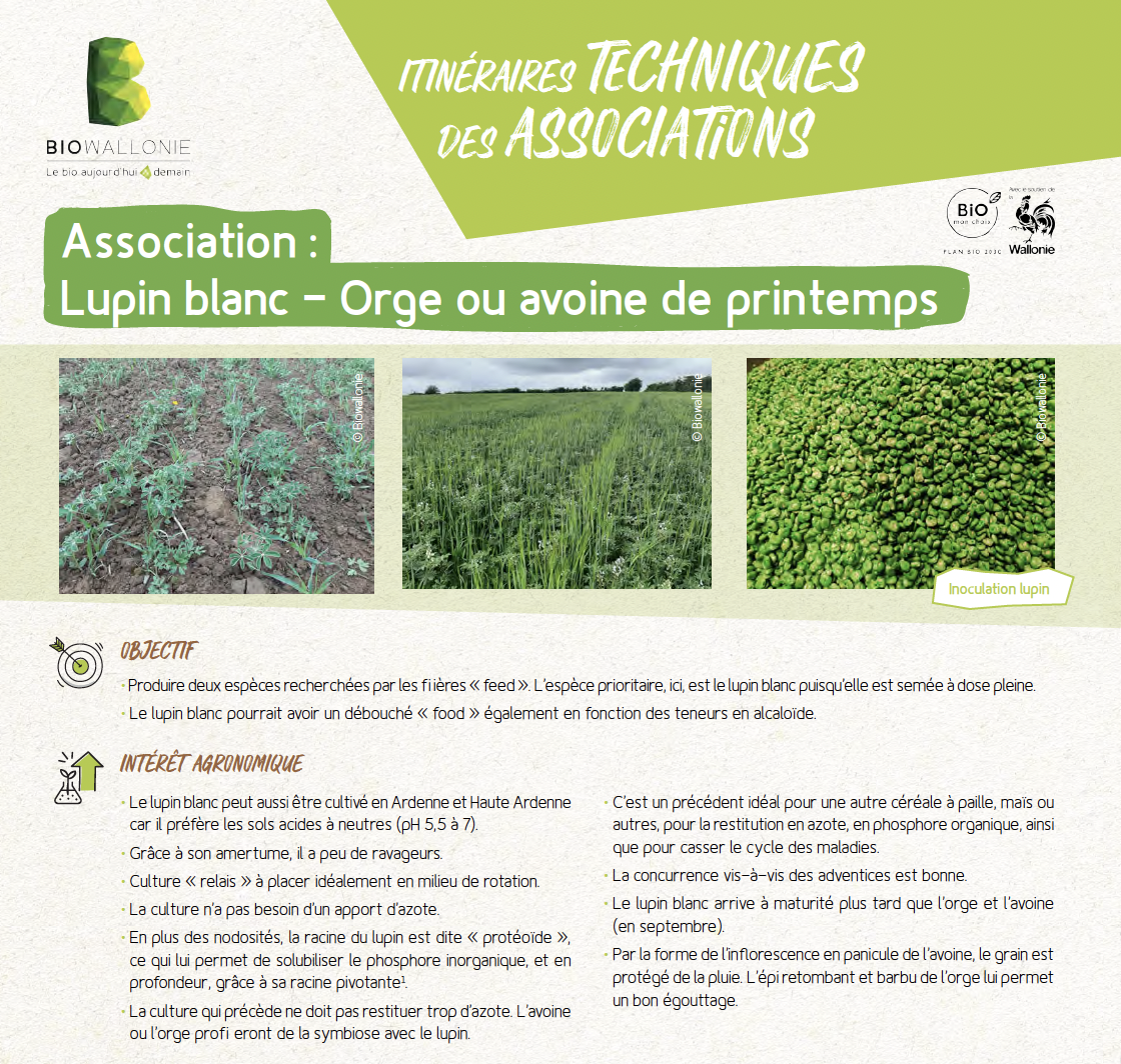 Sélection de l&rsquo;oignon, Allium cepa