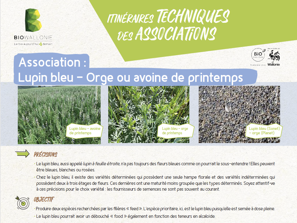 Sélection de l&rsquo;oignon, Allium cepa