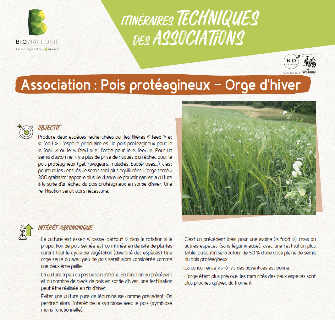 Sélection de l&rsquo;oignon, Allium cepa