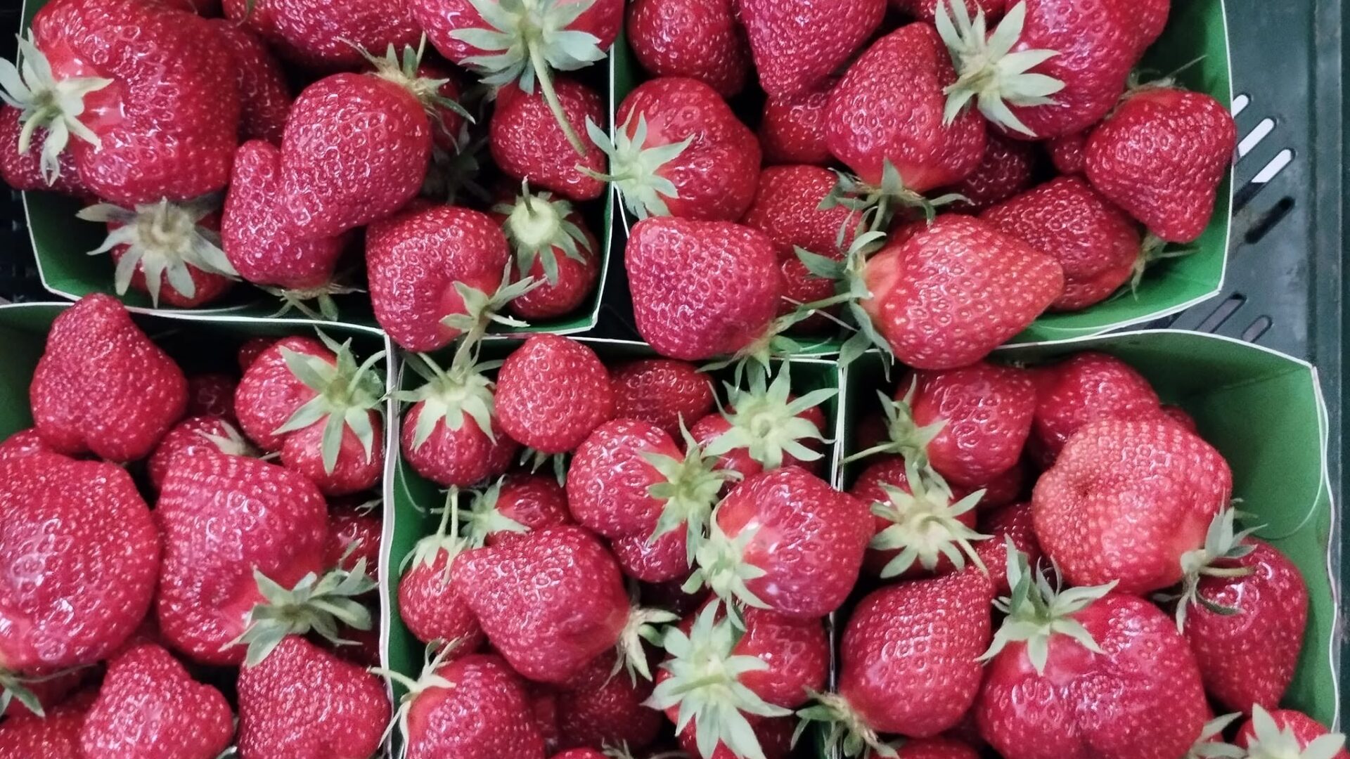 Pourquoi choisir vos fraises en bio ?
