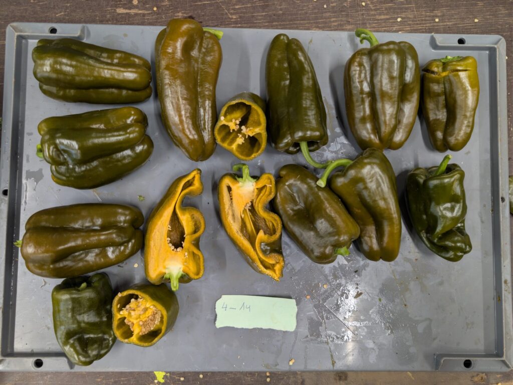 Sélection et amélioration variétale du poivron