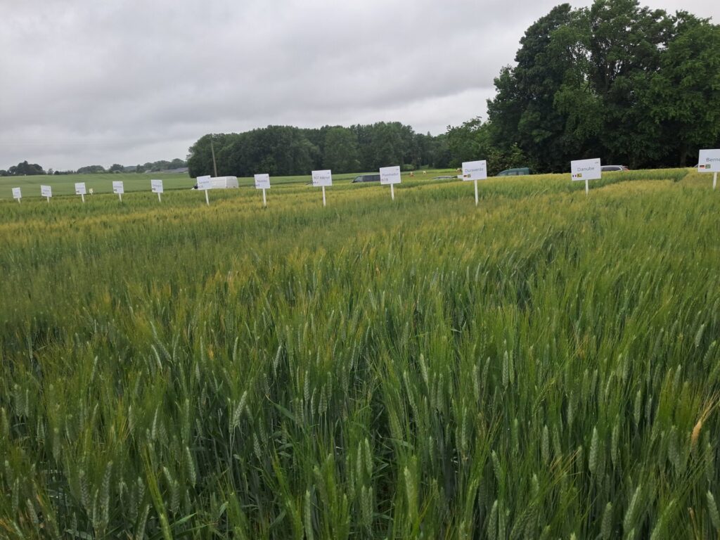 Projets blé dur wallon - Séance de restitution des résultats