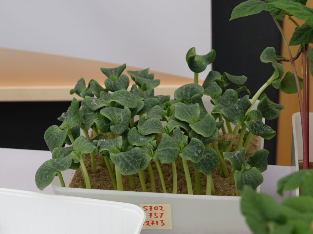 Réaliser un test de germination sur semences potagères