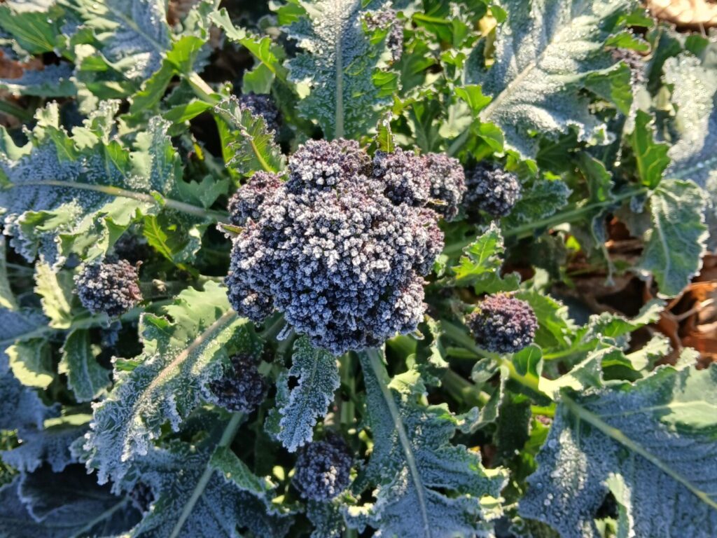 Sélection du brocoli Brassica oleracea var. italica